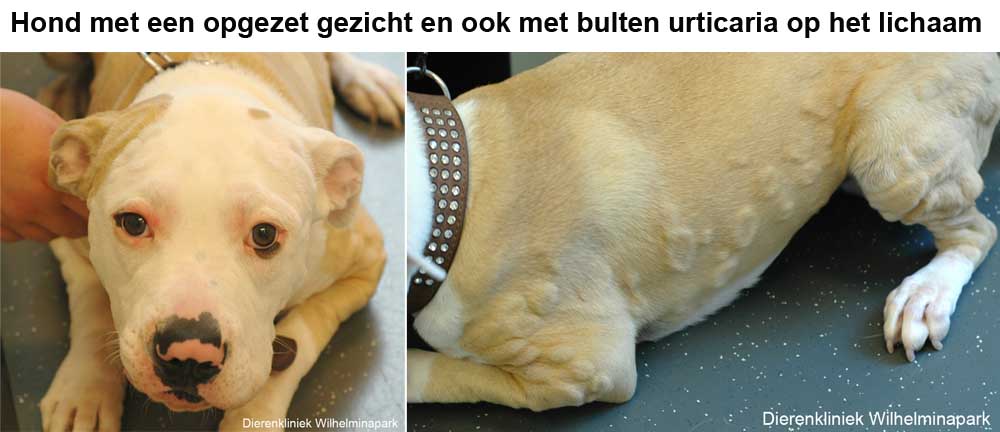 Een hond met een allergische reactie: dikke kop en urticaria. Foto Dierenkliniek Wilhelminapark utrecht